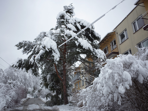 796 :: Heavy snowfall over night